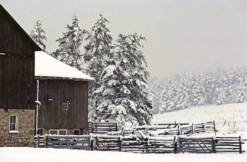 An old timber farmhouse and corral fence among snowy spruce